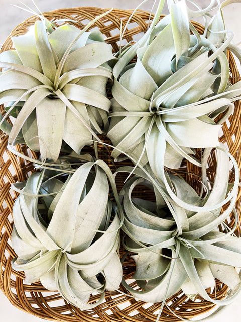 Xerographica Airplant