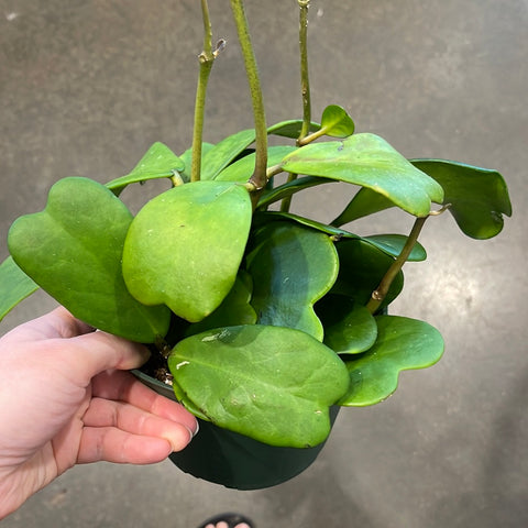Hoya Kerrii