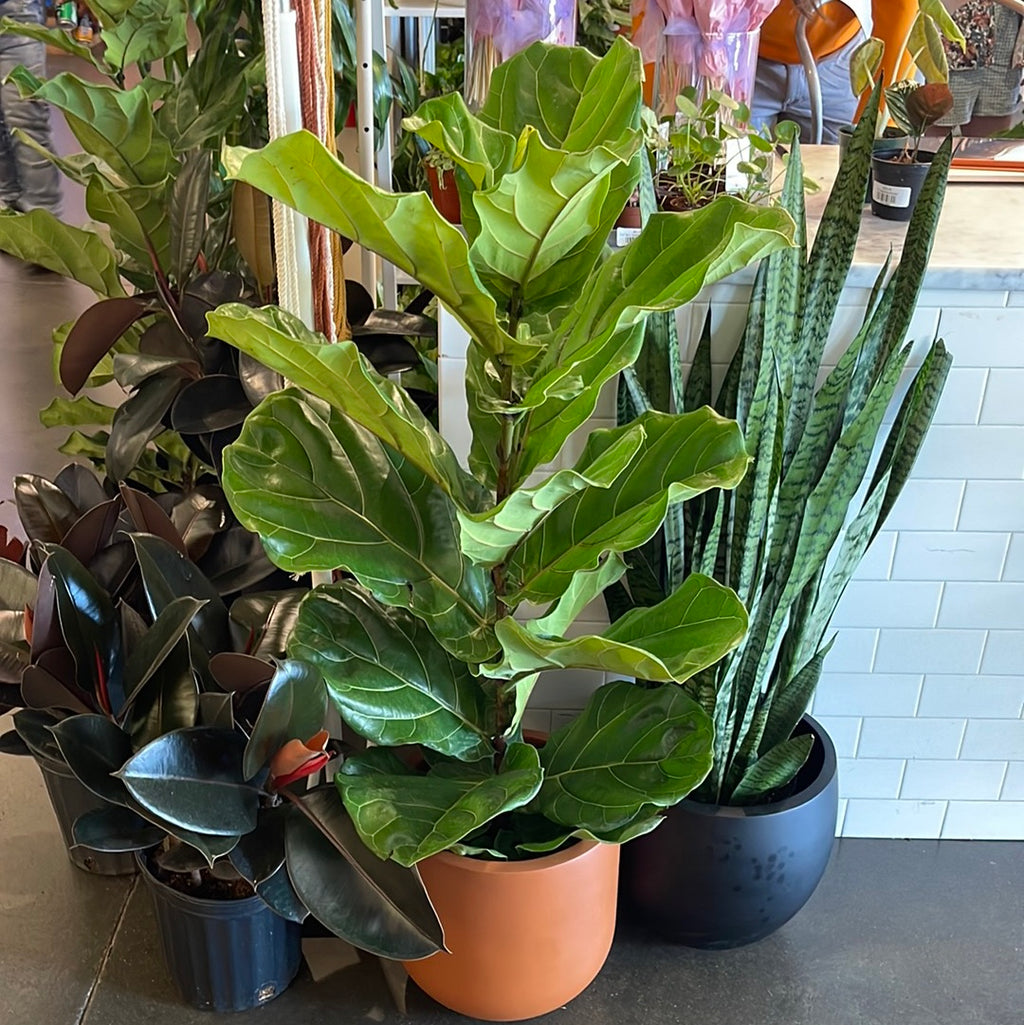 fiddle leaf fig at aldi Ficus Lyrata – Jungle & Loom
