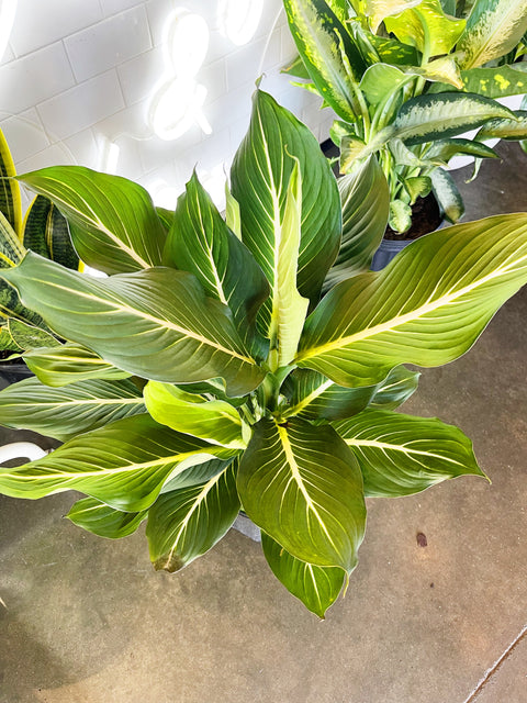 Dieffenbachia Sterling