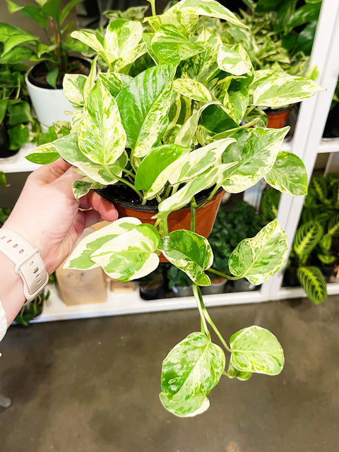 Pothos Pearls and Jade