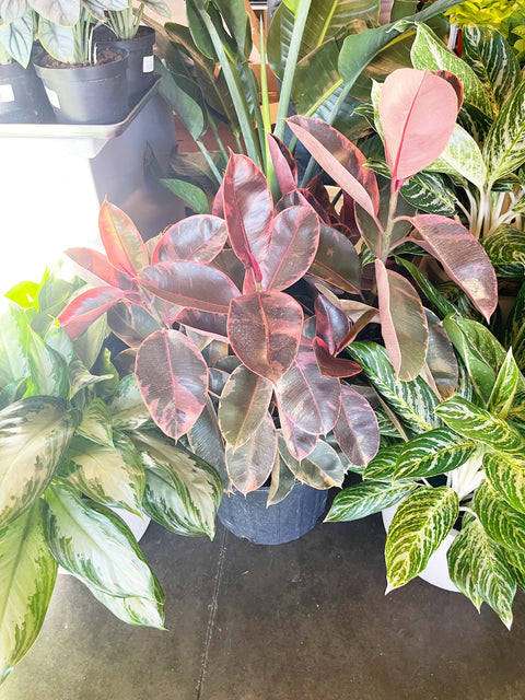Ficus Elastica Ruby