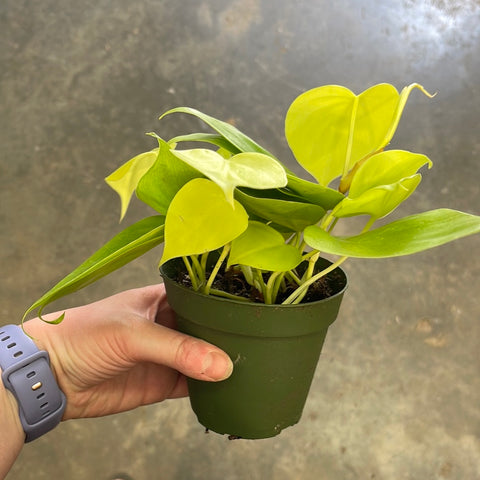 Philodendron Lemon Lime