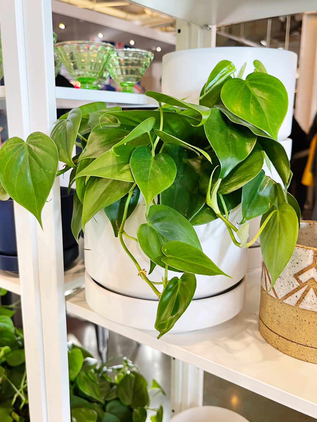 philodendron cordatum hanging Philodendron Cordatum