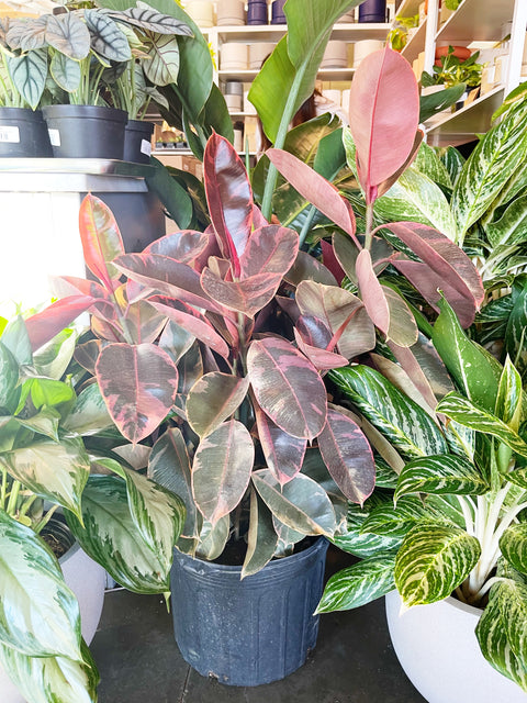 Ficus Elastica Ruby