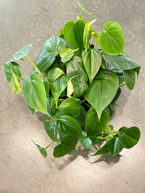 Philodendron Cordatum