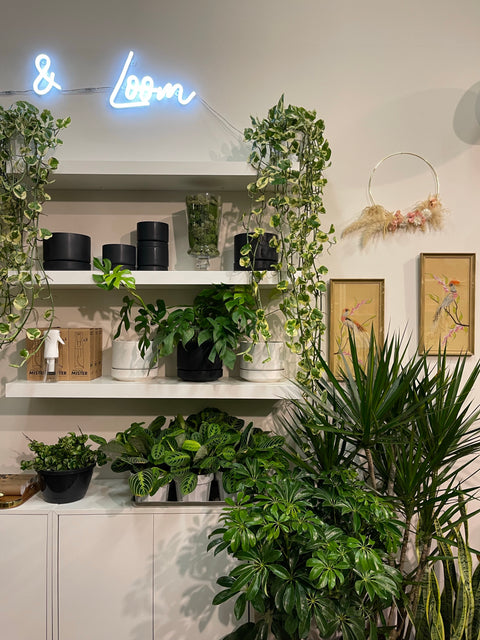 Pothos N Joy