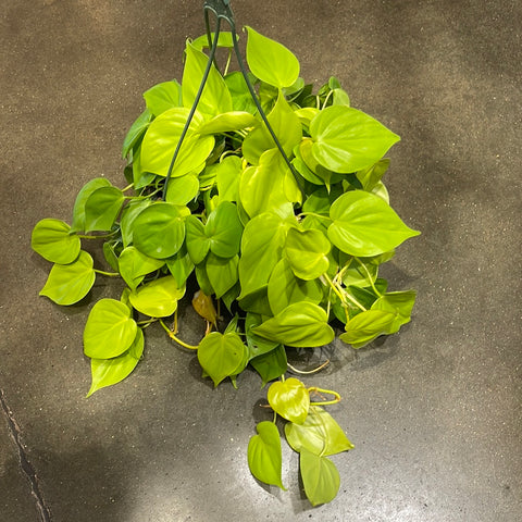 Philodendron Lemon Lime