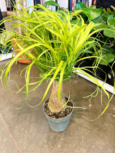 Ponytail Palm