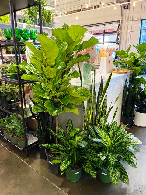 Ficus Lyrata