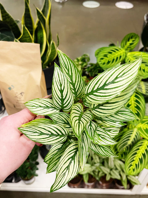 Calathea Vittata