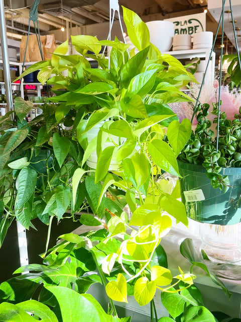 Pothos Neon