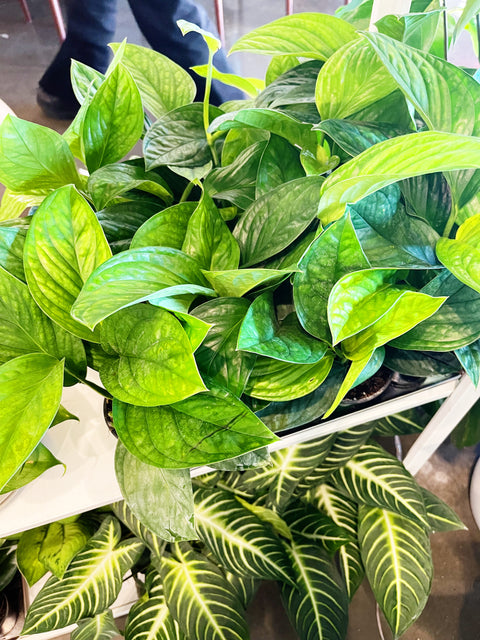 Monstera Peru