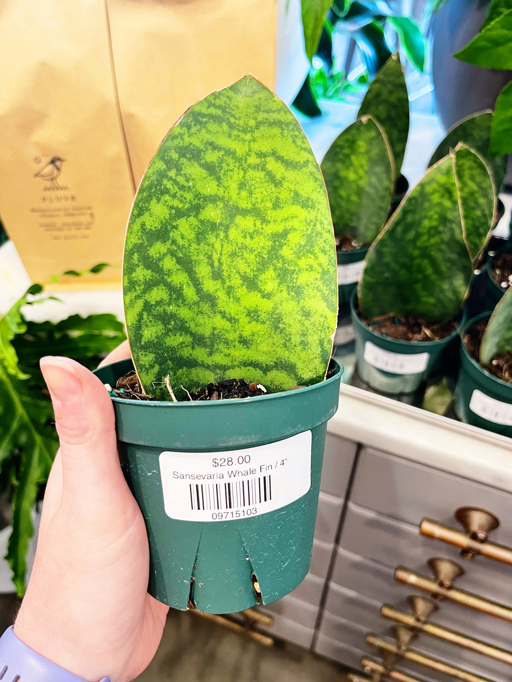 sansevieria victoria Sansevaria Victoria – Jungle & Loom