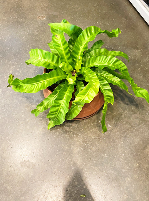 Fern Hurricane