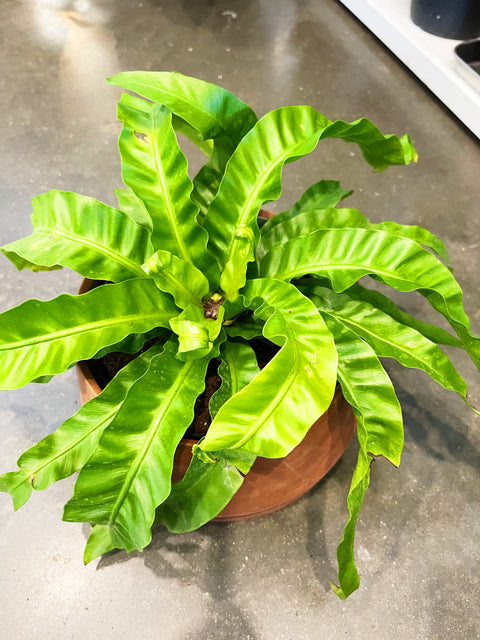 Fern Hurricane