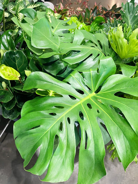 Monstera Deliciosa
