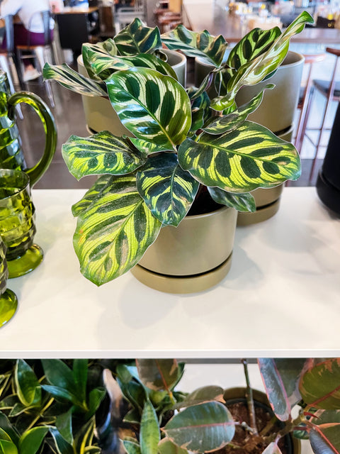 Calathea Makoyana