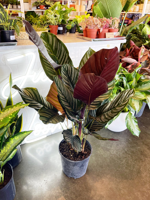 Calathea Ornata