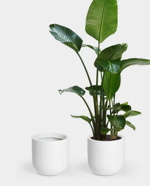 Wythe Planters