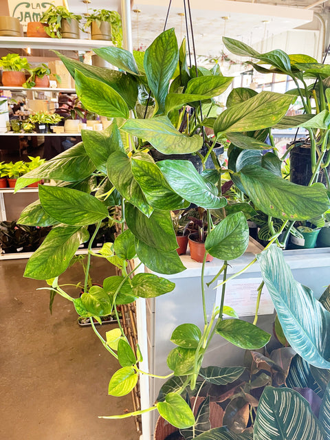 Monstera Peru