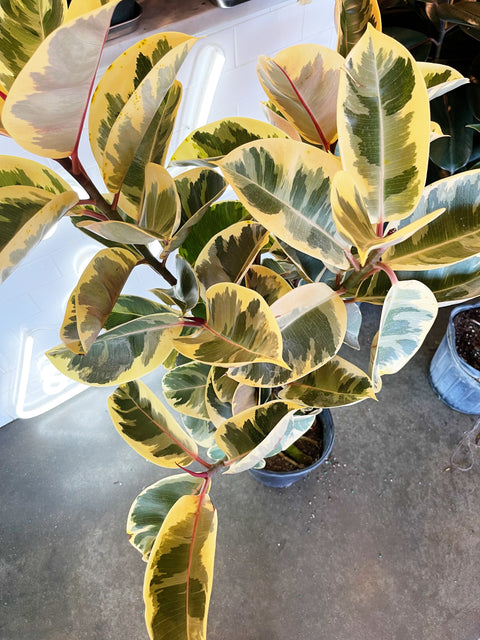 Ficus Elastica Tineke