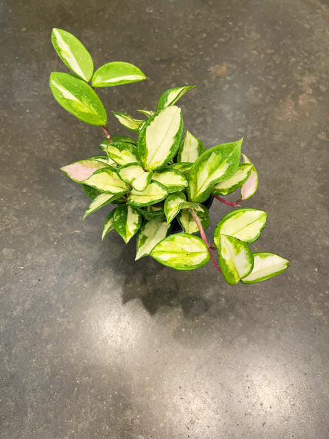 Hoya Exotica Tri Color