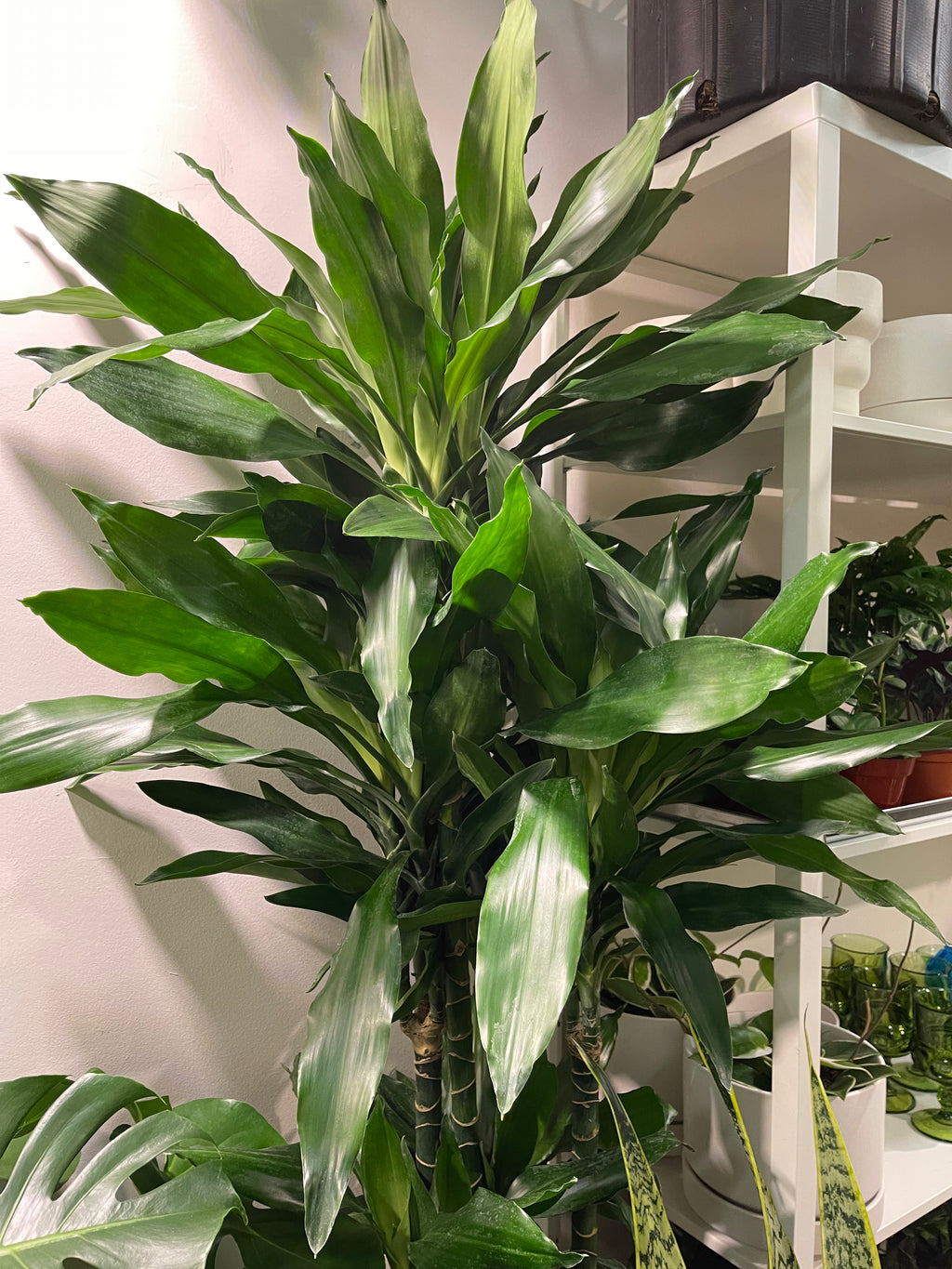 hanging dracaena Dracaena Lind Cane
