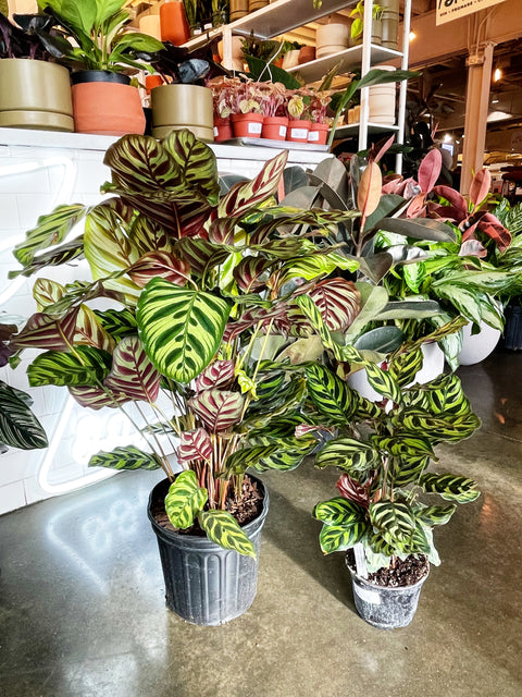 Calathea Makoyana