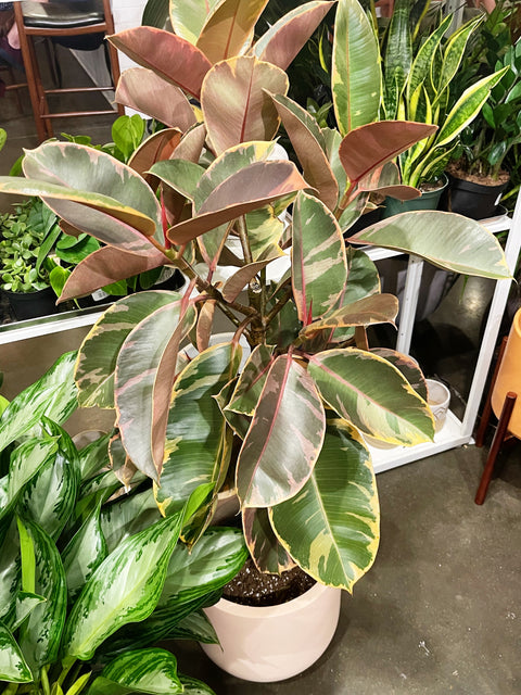 Ficus Elastica Ruby