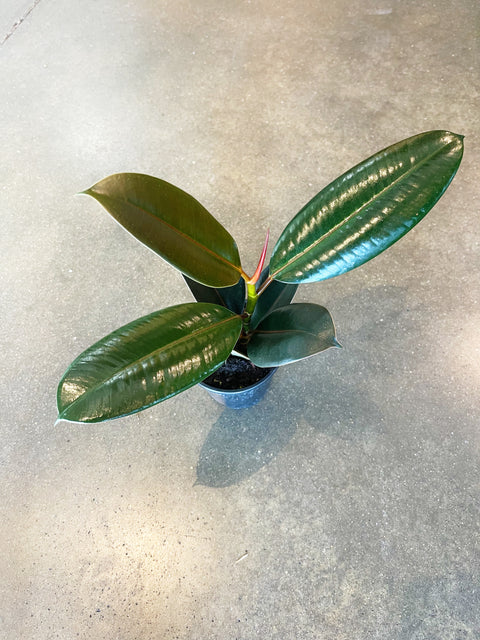 Ficus Elastica Burgundy