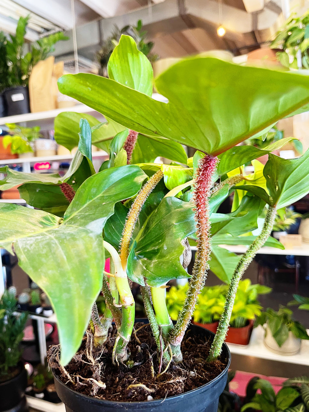 squamiferum philodendron price Philodendron Squamiferum