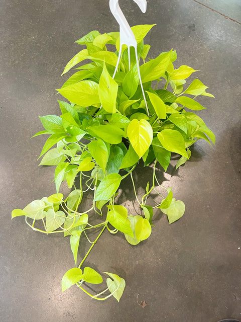 Pothos Neon