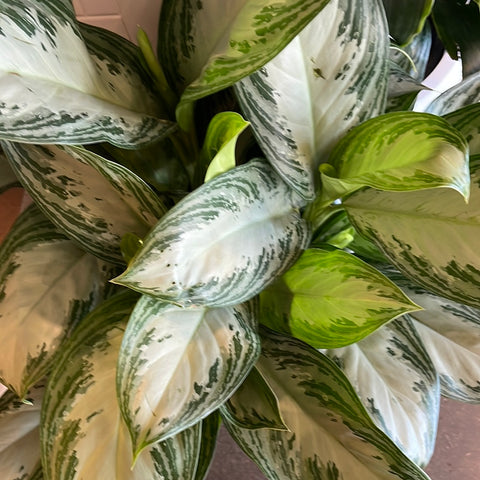 Aglaonema Silver Bay