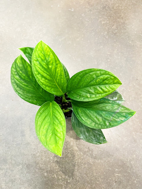 Monstera Peru