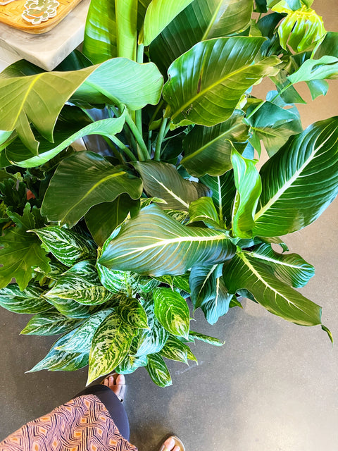 Dieffenbachia Sterling