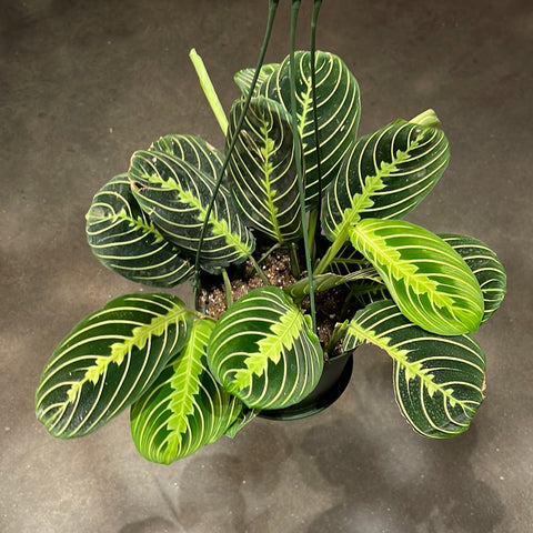 Maranta Lemon Lime