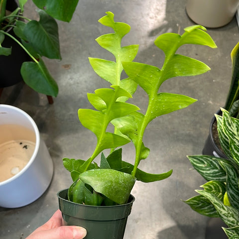 Sharkstooth Fern (Selenicereus Jungle Cactus)