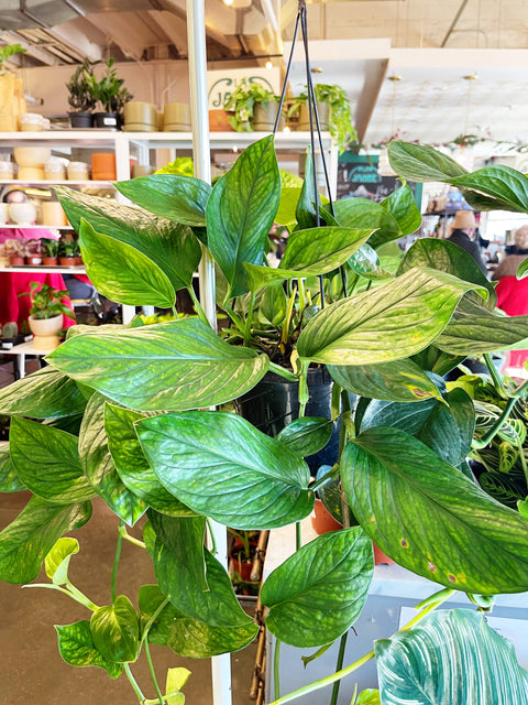Monstera Peru
