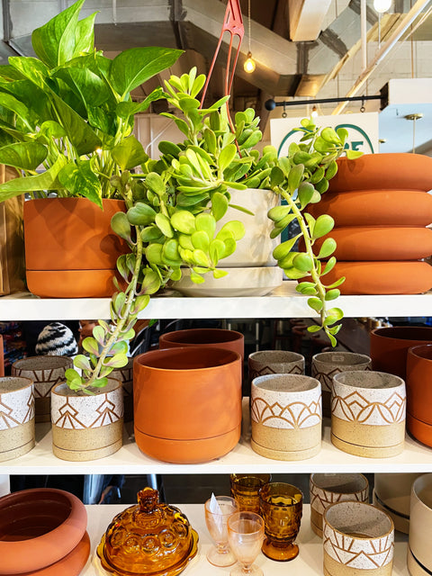 Trailing Crassula Jade Hanging Baskets