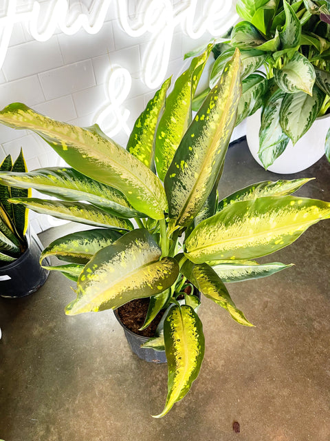 Dieffenbachia Panther