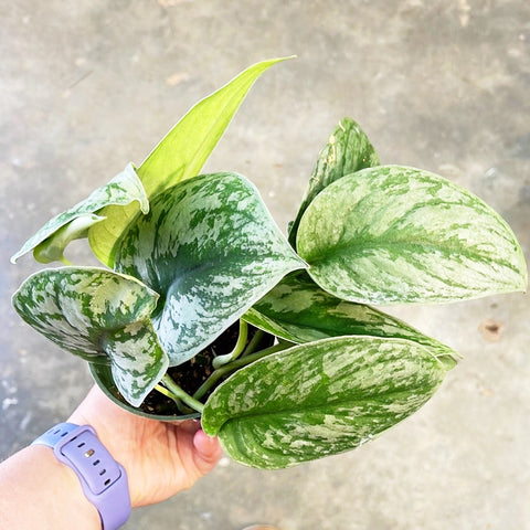 Scindapsus Exotica