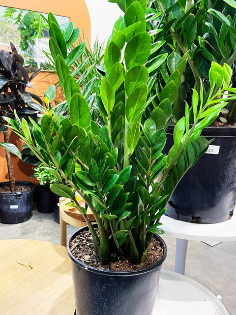 ZZ Plant