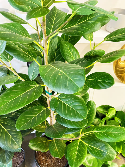 Ficus Audrey