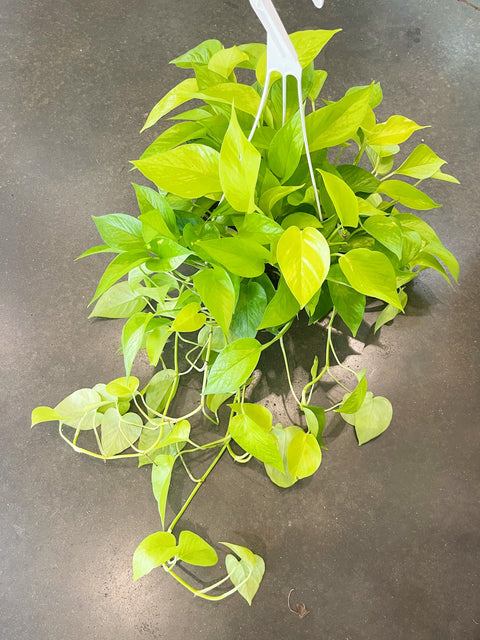 Pothos Neon