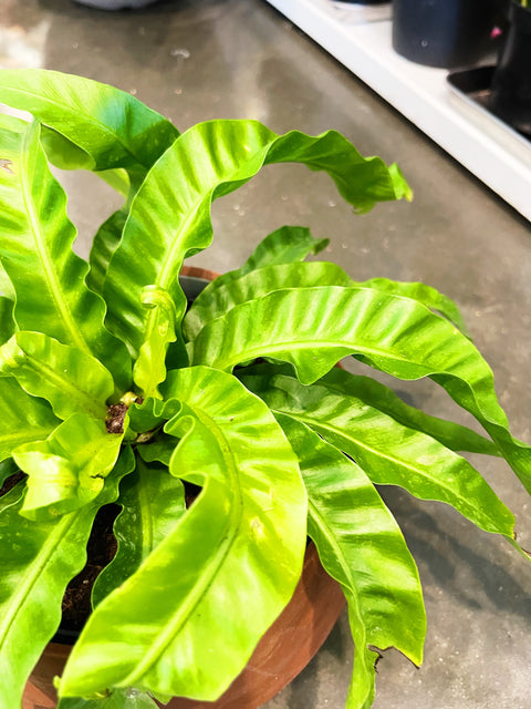 Fern Hurricane