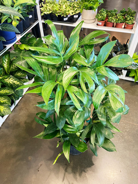 Rhaphidophora Decursiva "Dragon Tail" Trellis