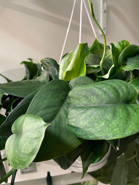 Scindapsus Green Satin
