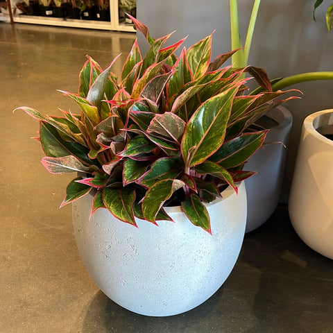 Aglaonema Sapphire Suzanne