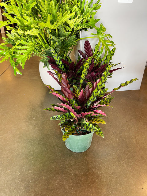 Calathea Lancifolia